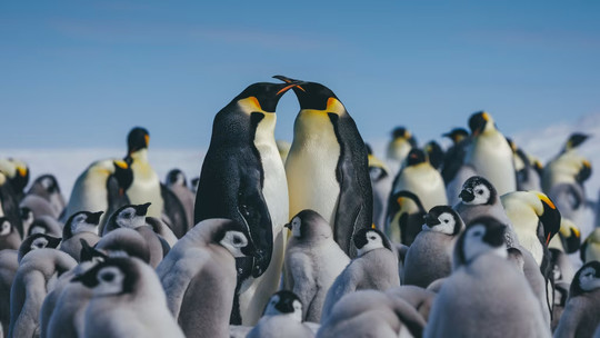 スノーヒル島・皇帝ペンギン探索クルーズツアー