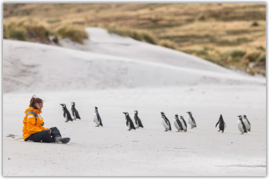 フォークランド諸島のカーカス島で、観光客に興味津々のマゼランペンギンたち（撮影：ニッキー・サウネス）