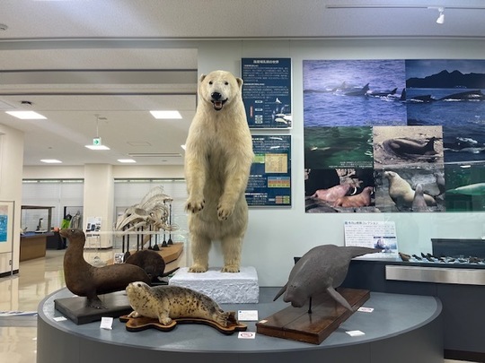 シロクマのはく製展示