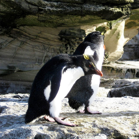 イワトビペンギン（ロックホッパーペンギン）