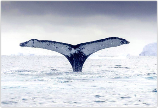 南極観光イメージ