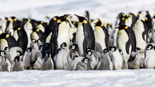スノーヒル島・皇帝ペンギン探索クルーズツアー