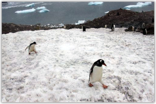 南極半島やサウスシェットランド諸島で出会えるジェンツーペンギン
