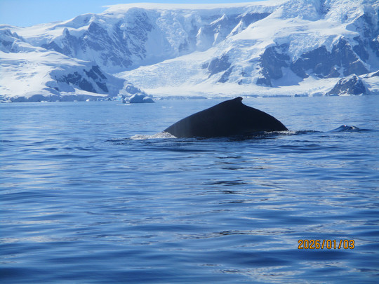 2025年12月出発「南極半島＆サウスシェットランド諸島クルーズ11日間」軟弱（系）さん体験アンケート＆写真