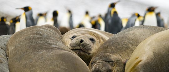 フォークランド諸島、サウスジョージア＆南極半島（南極圏横断）23日間／ブエノスアイレス発着パッケージ付イメージ
