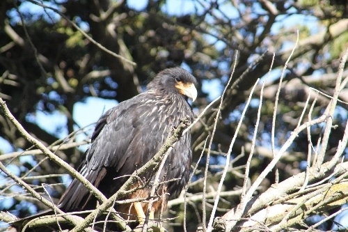 ホークランド諸島謎の鳥カラカラ
