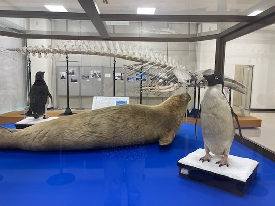 アデリーペンギンとアザラシ、ミンククジラ