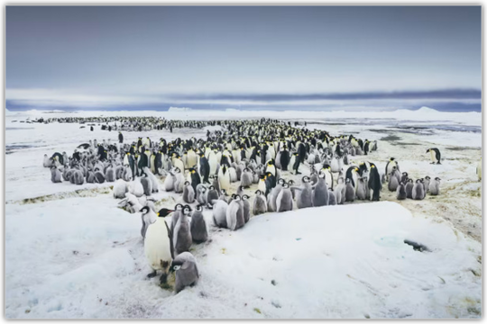 スノーヒル島に広がる、数千羽のコウテイペンギンとそのヒナたちの繁殖地（撮影：クォーク・エクスペディションズ）