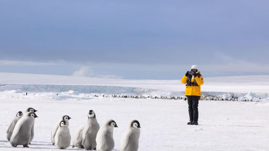 スノーヒル島・皇帝ペンギン探索クルーズツアー