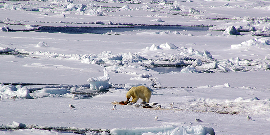 スピッツベルゲンイメージ