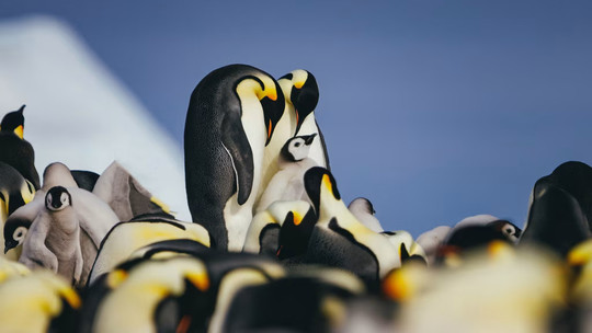 スノーヒル島・皇帝ペンギン探索クルーズツアー